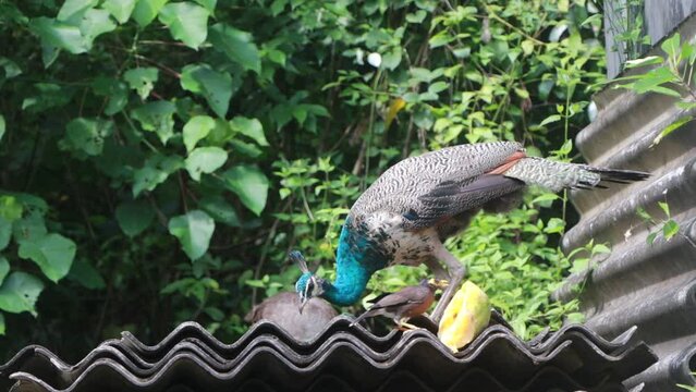 Peacock and a myna bird eating on a rooftop.