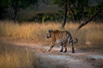 Royal Bengal tiger walking in the forest. Selective focus. 