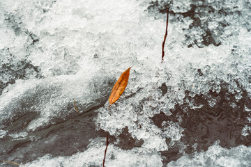 fallen yellow  leaf on a snow, closeup, shallow depth of field. Beautiful bright red leaves and white frozen snow in the winter season in December - nature changes the background. Selective focusing.