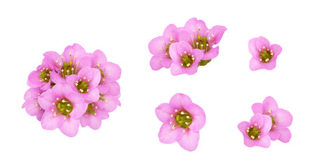 Set of pink flowers of bergenia crassifolia isolated on white or transparent background