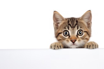 a fluffy black cat with large green eyes peeking out from behind a white sign, looking directly at the camera with a curious expression.