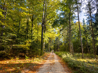 Autumn Forest nature path with golden colors and sunshine
