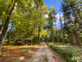 Autumn Forest nature path with golden colors and sunshine