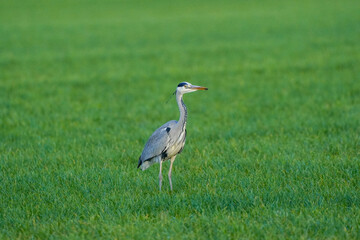 Beautiful gray heron bird walks in the grass with an insect in its beak. A natural background, grass.