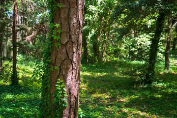 Fototapeta premium Fort Raleigh National Historic Site