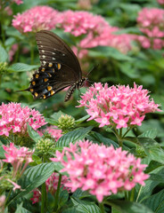 Elizabethan Gardens, Botanical garden in North Carolina