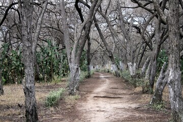 Dirt road in the forest with trees and grass in the background