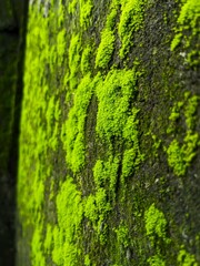 green moss on a wall