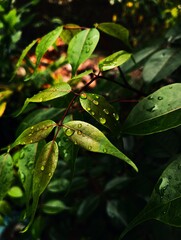 green leaves in the rain