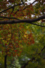 maple leaves changing the color