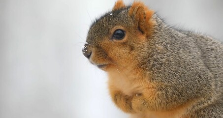 Obraz premium Close-up of a curious squirrel against a blurred natural background.