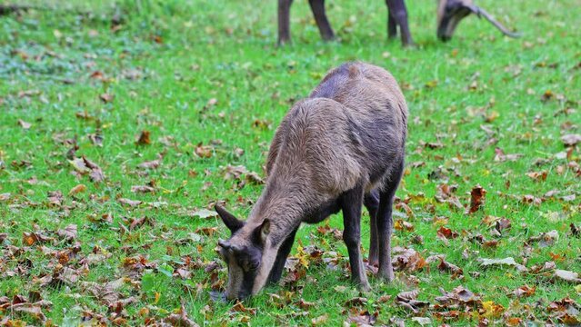 Apennine chamois, Rupicapra pyrenaica ornata, is living in the Abruzzo-Lazio-Molise National Park in Italy and the Pyrenees in Spain