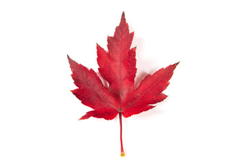 Autumn maple leaf isolated on white background