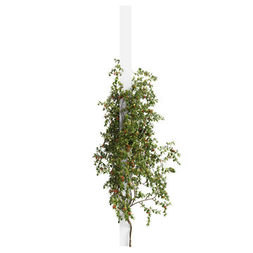 3d illustration of Pyracantha Coccinea creeper up white brick, isolated on transparent background