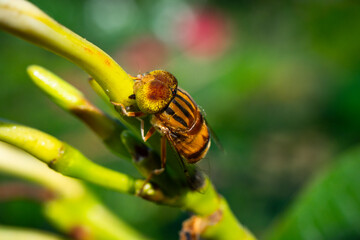 Eristalinus taeniops is a species of hoverfly, also known as the band-eyed drone fly Micro Photography 