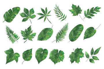 Hand drawn monstera leaves vector collection