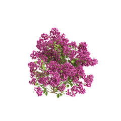 3d illustration of Bougainvillea Spectabilis isolated on transparent background