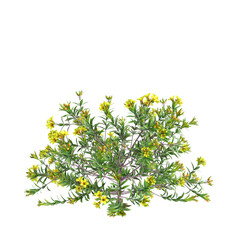 3d illustration of Allamanda Schottii bush isolated on transparent background
