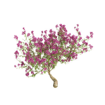 3d illustration of Bougainvillea Spectabilis isolated on transparent background