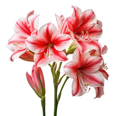 Obraz premium Red and white lily flower isolated on white or transparent background, png