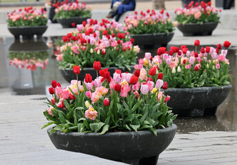 Fototapeta na wymiar Colorful tulips flowers in the pond in front of the Rijksmuseum in Amsterdam. Netherlands