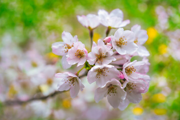 Fototapeta na wymiar 桜アップ