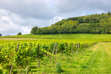 Vineyard on hillside. Surrey, England