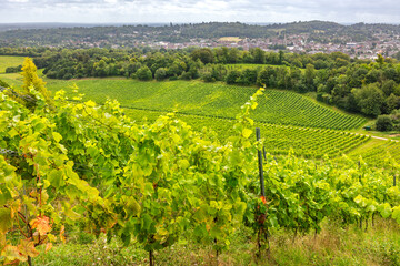 Large vineyard in Surrey. England