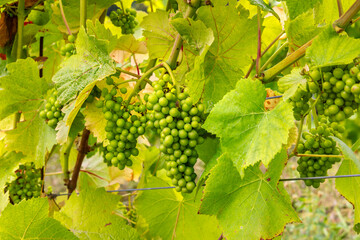 Grape Vines. Surrey, England