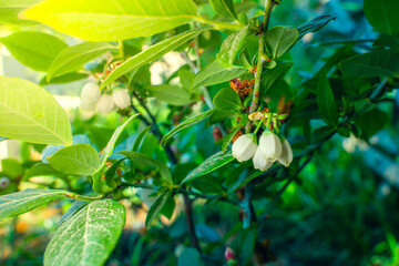 Obraz premium Blueberry blooms with white flowers close-up. Beautiful summer flowering of blueberry bush