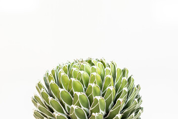 Obraz premium Vibrant royal agave plant close-up with copy space