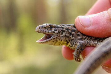 lizard in hand