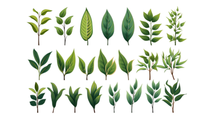 leaf, plant, nature, green, vector, tree, leaves, illustration, pattern, spring