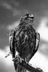 bird of prey