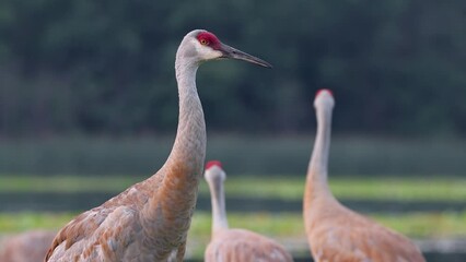 Three Sandhill crane birds playing at the lake shore