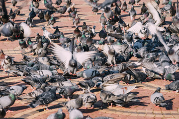 A crowded square filled with free-flying pigeons.