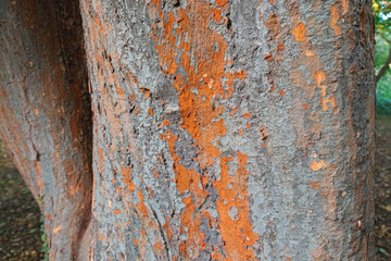 Tree bark with lichen as natural background