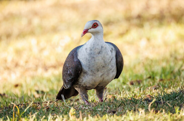 Pigeons NSW