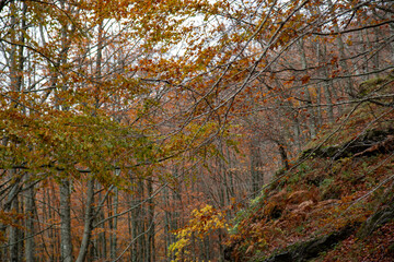 casentino national park autumn colors arezzo tuscany
