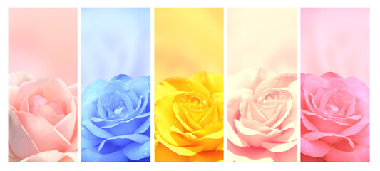 Romantic blurred vertical background with rose flower. Set of banners with roses of different...