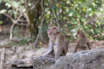 Naklejka na ściany i meble monkey in the forest, thailand, long-tailed macaque