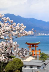 Poster Branch of the blooming sakura with white flower and Torii gate, Itsukushima Shrine, Miyajima island, Hiroshima, Japan. Spring sakura blossoming season in Japan. Focus on sakura flowers © frenta