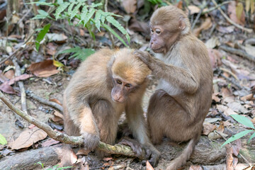 Mother and baby monkey on tree in Monkey Forest
