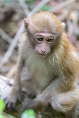 Monkey in the forest, Thailand. (macaca fascicularis)