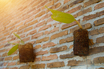 Orchid hanging on a brick wall in a pot made of coconut shell, ornamental plant