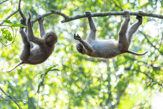 Monkey in the forest at Phuket province, Thailand.