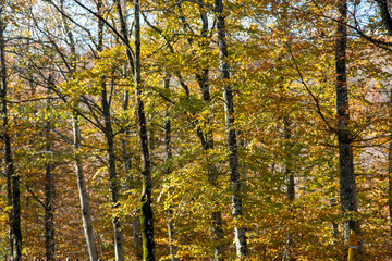 casentino national park autumn colors arezzo tuscany