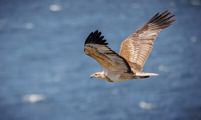 White belly Sea Eagle