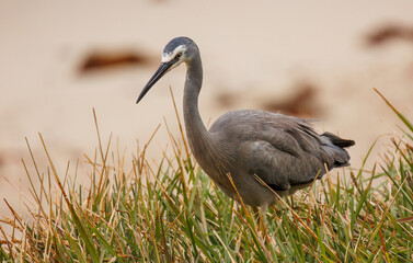 Fototapeta premium White Faced Heron