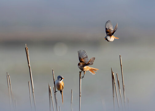 Bearded reedlings (Panurus biarmicus) perching on reeds